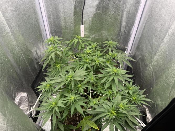 Amnesia Lemon  + Critical Widow. Week 6