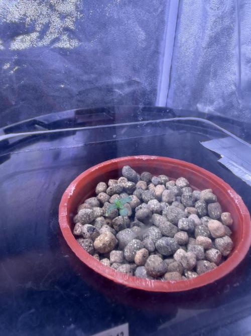 Mix  SL DWC 34 l /  GMOC Soil 12l 🌊vs??. Week 0