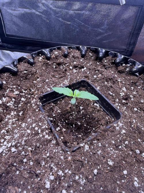 Mix  SL DWC 34 l /  GMOC Soil 12l 🌊vs??. Week 0