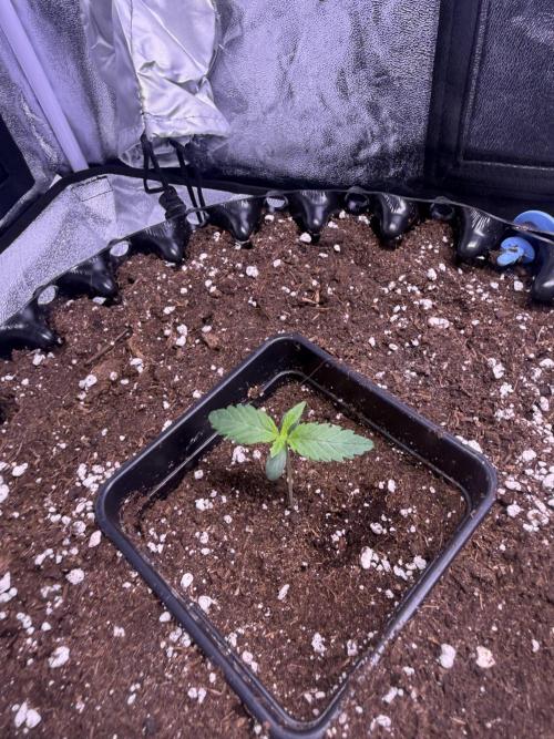 Mix  SL DWC 34 l /  GMOC Soil 12l 🌊vs??. Week 0