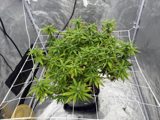 Chocolate rainbow XXL🌈🍫. Week 14