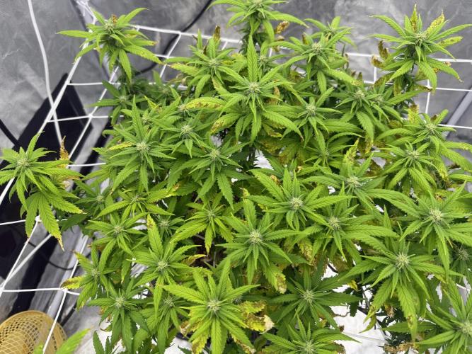 Chocolate rainbow XXL🌈🍫. Week 14