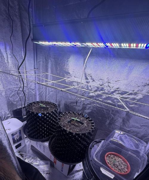 Mix  SL DWC 34 l /  GMOC Soil 12l 🌊vs??. Week 1 - Day 1 ( 05 march )