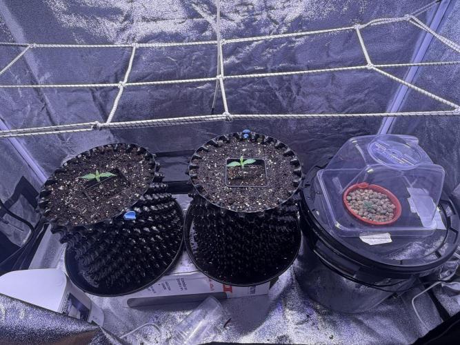 Mix  SL DWC 34 l /  GMOC Soil 12l 🌊vs??. Week 1