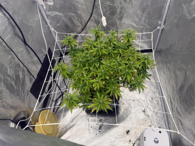Chocolate rainbow XXL🌈🍫. Week 14