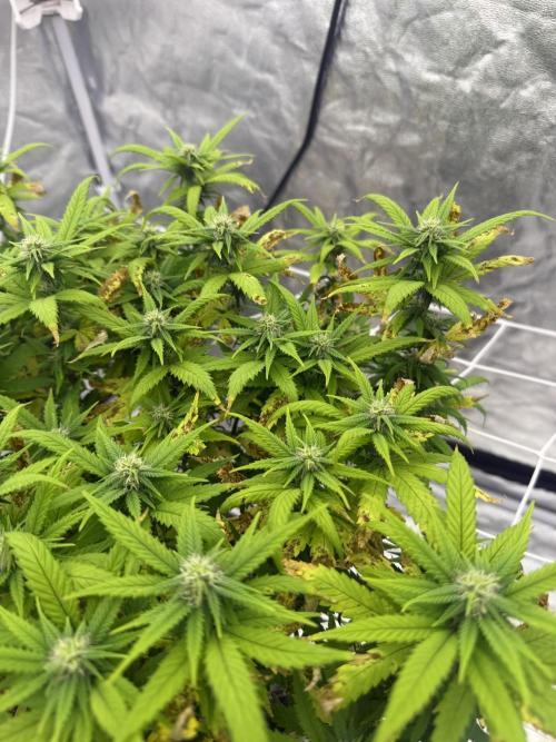 Chocolate rainbow XXL🌈🍫. Week 14