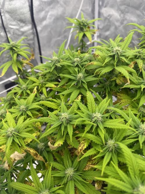 Chocolate rainbow XXL🌈🍫. Week 14