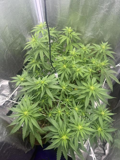 Amnesia Lemon  + Critical Widow. Week 6