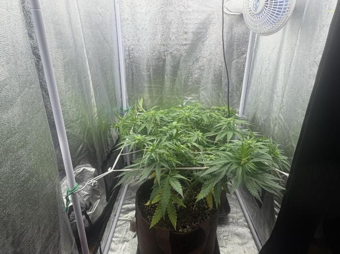 Amnesia Lemon  + Critical Widow. Week 6