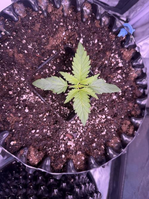 Mix  SL DWC 34 l /  GMOC Soil 12l 🌊vs??. Week 1