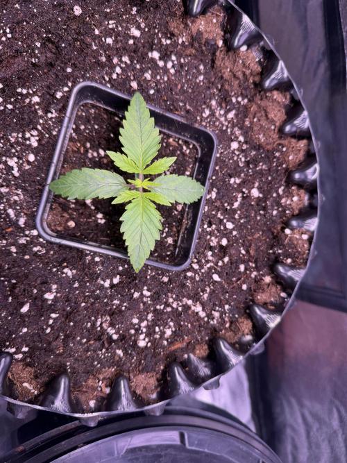 Mix  SL DWC 34 l /  GMOC Soil 12l 🌊vs??. Week 1
