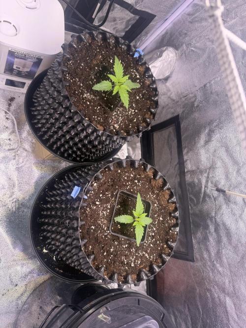 Mix  SL DWC 34 l /  GMOC Soil 12l 🌊vs??. Week 1 - Day 3 ( 08 march)