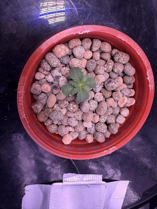 Mix  SL DWC 34 l /  GMOC Soil 12l 🌊vs??. Week 1