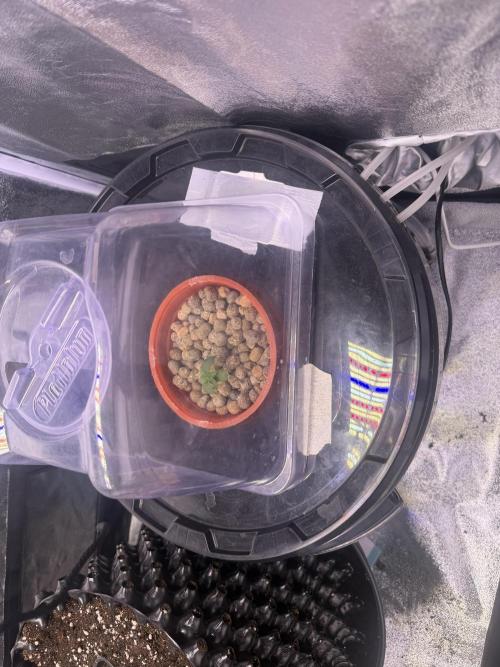 Mix  SL DWC 34 l /  GMOC Soil 12l 🌊vs??. Week 1