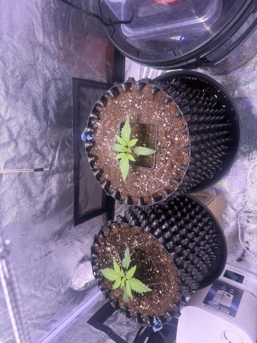 Mix  SL DWC 34 l /  GMOC Soil 12l 🌊vs??. Week 1 - Day 4 (09/03)