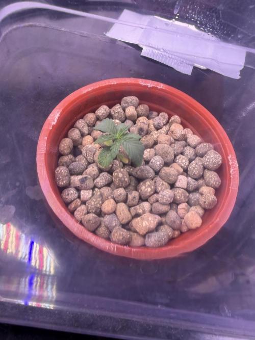 Mix  SL DWC 34 l /  GMOC Soil 12l 🌊vs??. Week 1