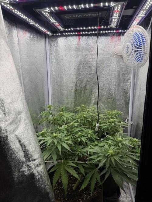 Amnesia Lemon  + Critical Widow. Week 6 - Day 51 (09 march)