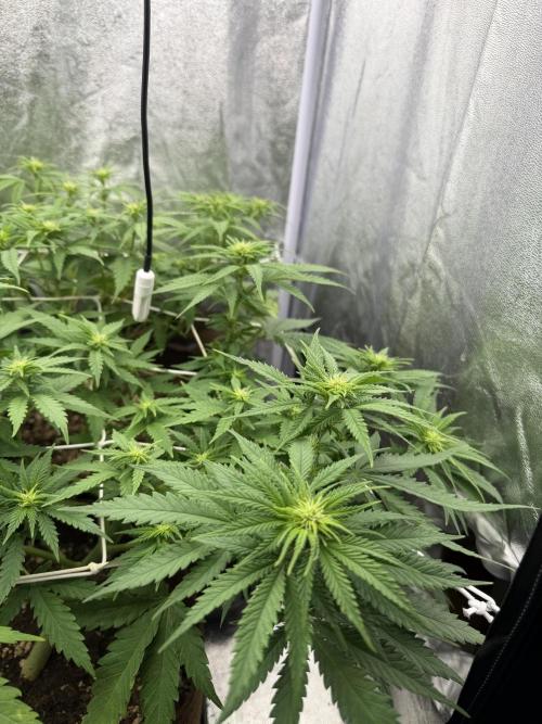 Amnesia Lemon  + Critical Widow. Week 6