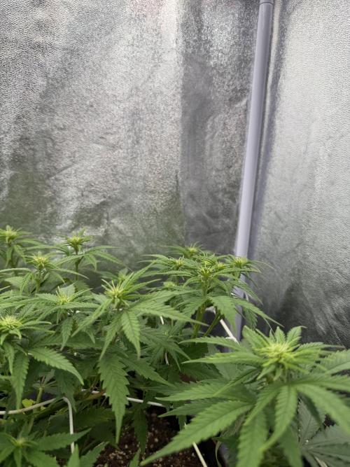 Amnesia Lemon  + Critical Widow. Week 6