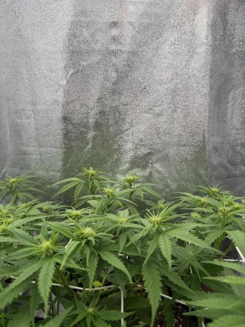 Amnesia Lemon  + Critical Widow. Week 6