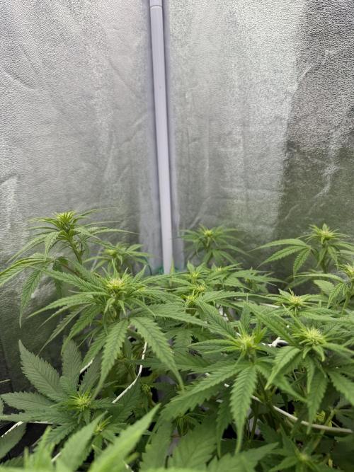 Amnesia Lemon  + Critical Widow. Week 6