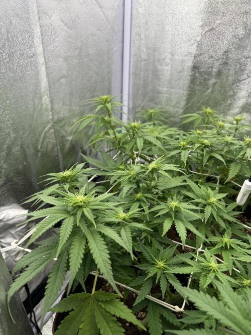 Amnesia Lemon  + Critical Widow. Week 6