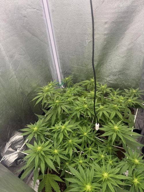 Amnesia Lemon  + Critical Widow. Week 6