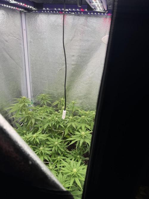 Amnesia Lemon  + Critical Widow. Week 7 - Day 54(12 march)