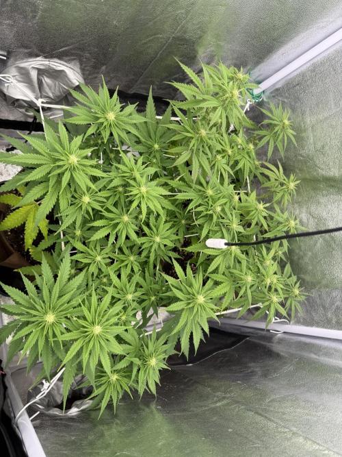 Amnesia Lemon  + Critical Widow. Week 7