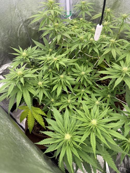 Amnesia Lemon  + Critical Widow. Week 7