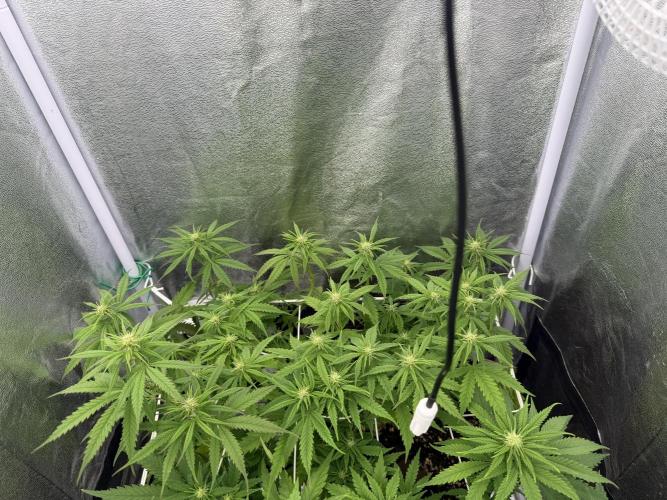 Amnesia Lemon  + Critical Widow. Week 7