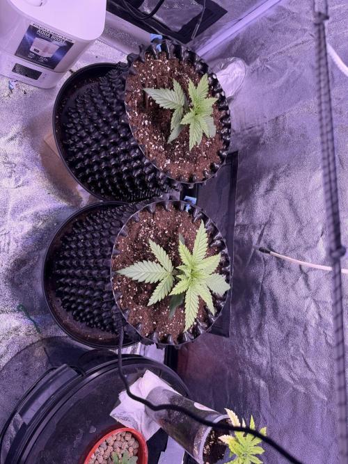 Mix  SL DWC 34 l /  GMOC Soil 12l 🌊vs??. Week 1 - Day 7 (12 march)