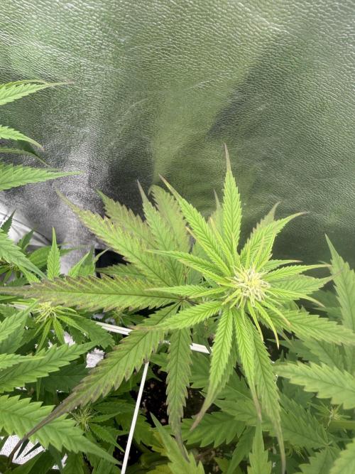 Amnesia Lemon  + Critical Widow. Week 7