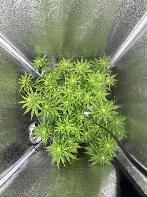 Amnesia Lemon  + Critical Widow. Week 7