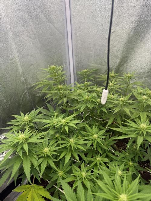 Amnesia Lemon  + Critical Widow. Week 7
