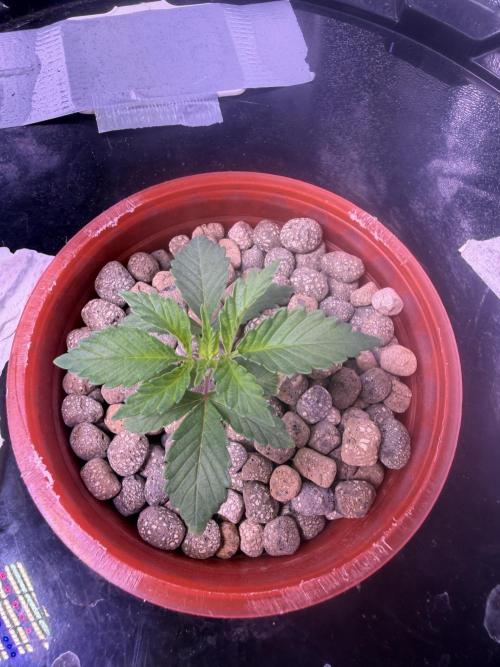 Mix  SL DWC 34 l /  GMOC Soil 12l 🌊vs??. Week 1
