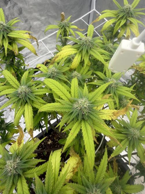 Chocolate rainbow XXL🌈🍫. Week 15