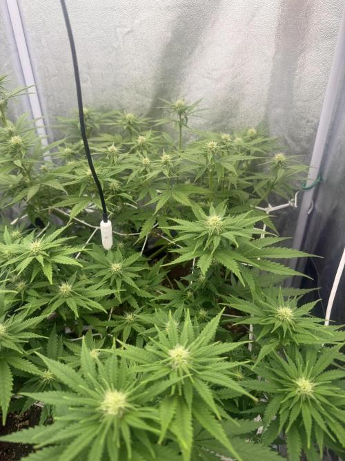 Amnesia Lemon  + Critical Widow. Week 7 - Day 57 (15 march)