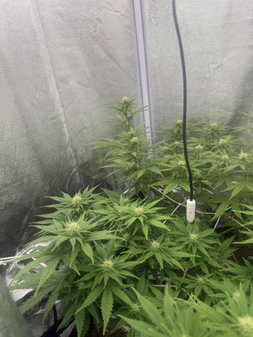 Amnesia Lemon  + Critical Widow. Week 7 - Day 58 (16 march)