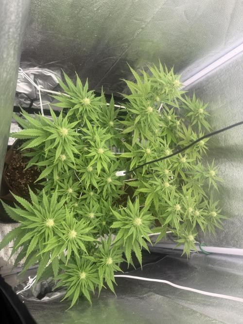 Amnesia Lemon  + Critical Widow. Week 7