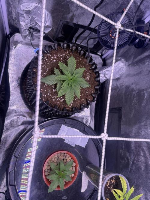 Mix  SL DWC 34 l /  GMOC Soil 12l 🌊vs??. Week 2