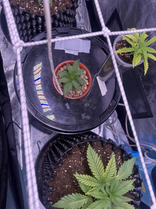 Mix  SL DWC 34 l /  GMOC Soil 12l 🌊vs??. Week 2
