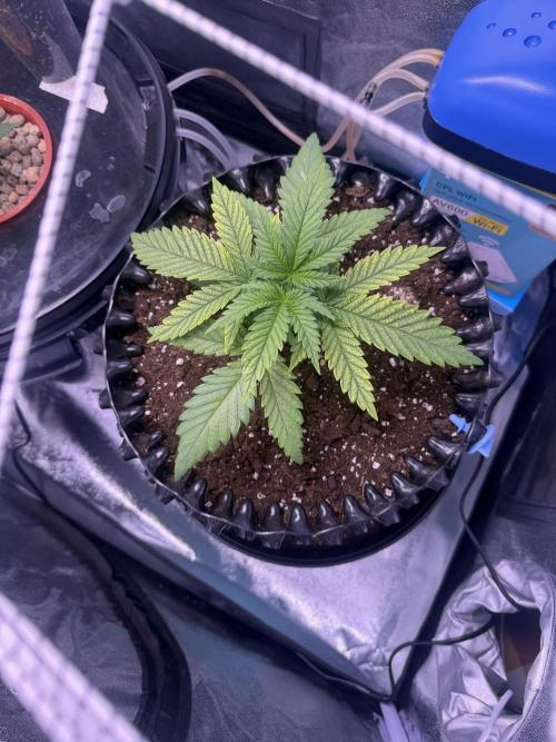 Mix  SL DWC 34 l /  GMOC Soil 12l 🌊vs??. Week 2