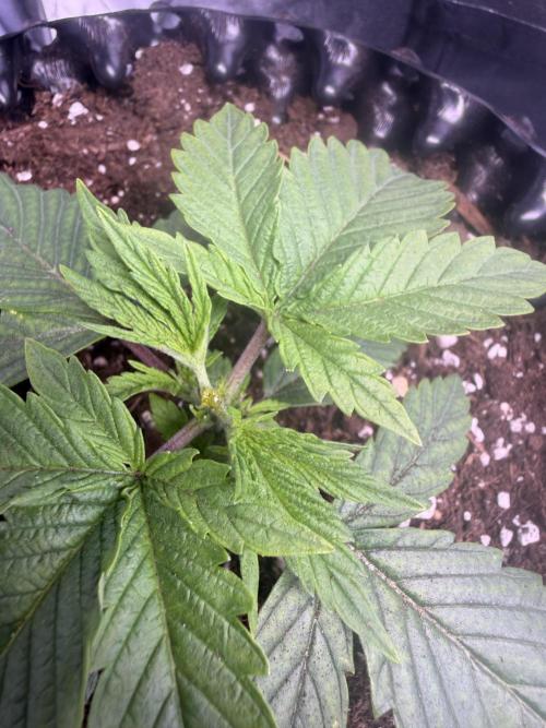 Mix  SL DWC 34 l /  GMOC Soil 12l 🌊vs??. Week 2 - Day 10(15 march)