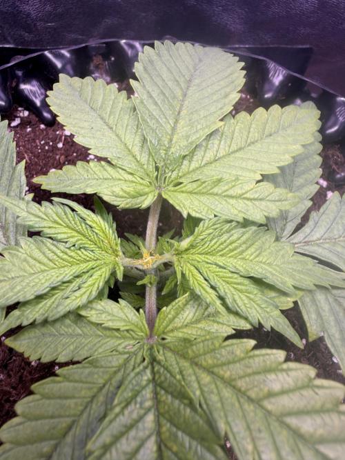 Mix  SL DWC 34 l /  GMOC Soil 12l 🌊vs??. Week 2