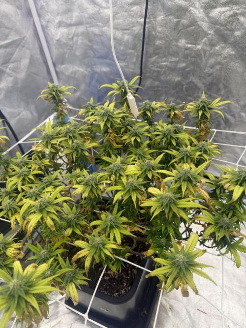 Chocolate rainbow XXL🌈🍫. Week 15