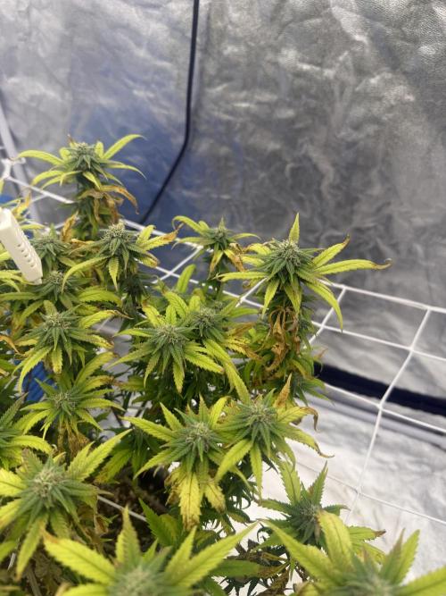 Chocolate rainbow XXL🌈🍫. Week 15