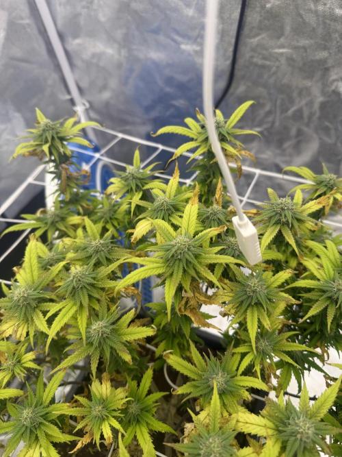 Chocolate rainbow XXL🌈🍫. Week 15