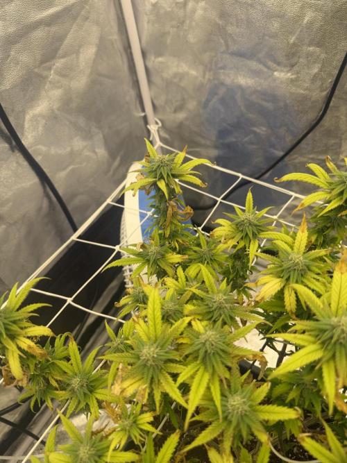Chocolate rainbow XXL🌈🍫. Week 15