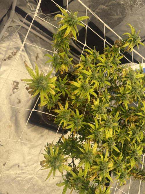 Chocolate rainbow XXL🌈🍫. Week 15